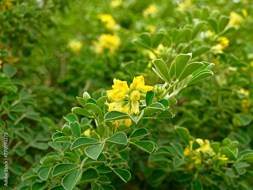 Yellow flowers of moon trefoil, shrub medick, alfalfa arborea, or tree medick (Medicago arborea) as decorative shrub, Spain photo