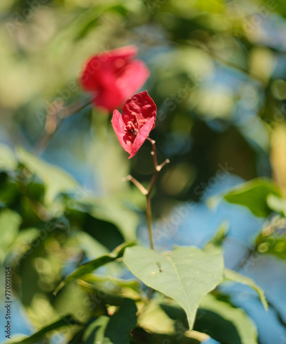 red rose of blue sky