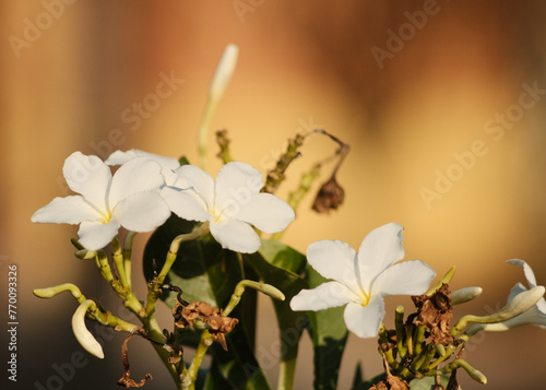 white flowers in golden hour light
