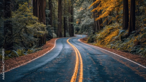 extreme winding road, with sequoia trees all around