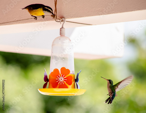 hummingbird feeding on a feeder and bird