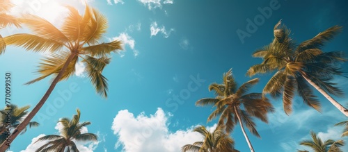 Blue sky and palm trees view from below