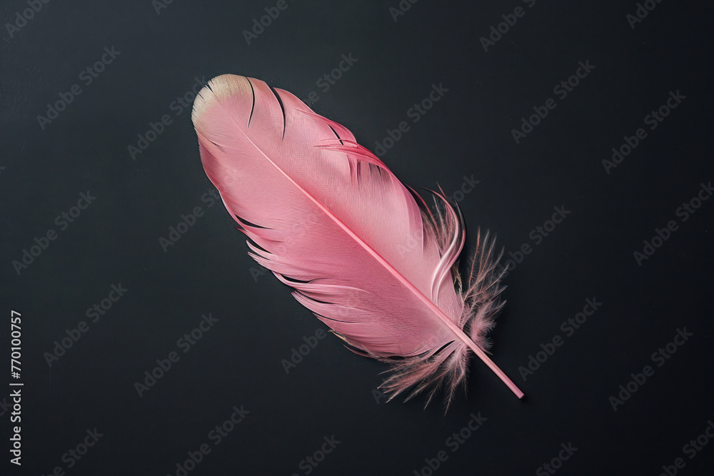 Pink Feather on Black Background Pink Feather on Black Background
