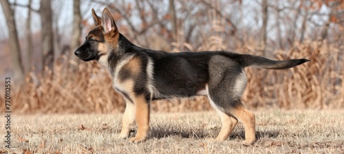 Majestic german shepherd puppy, a loyal guardian, standing alert in a picturesque field setting © Ilja