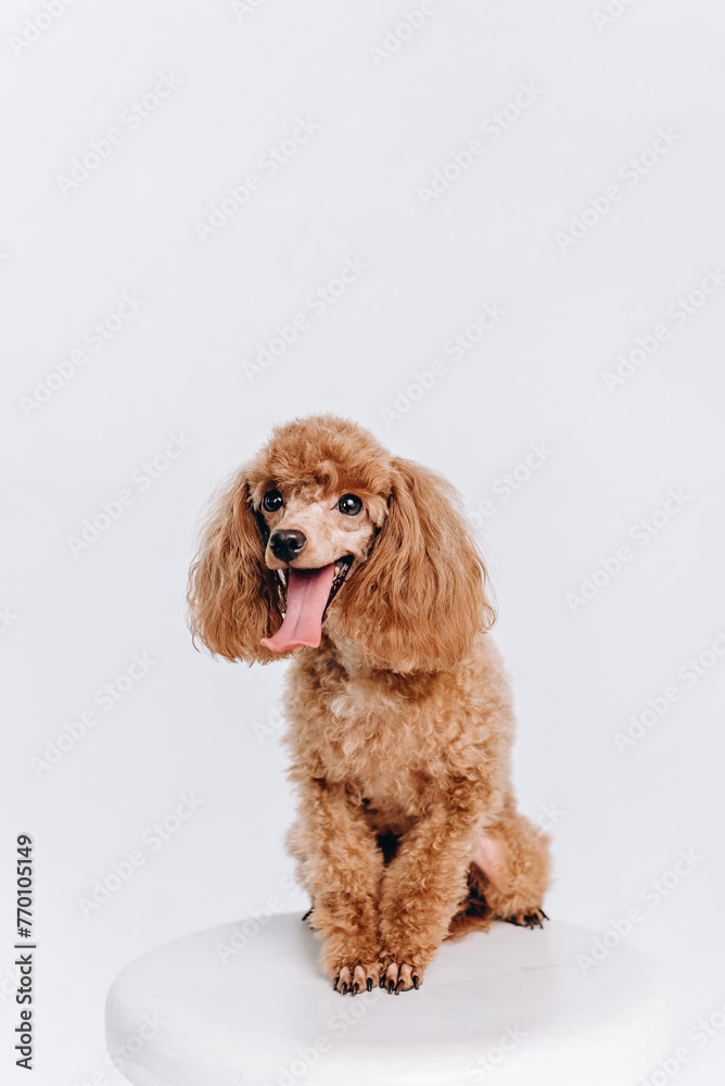 red poodle on white stool