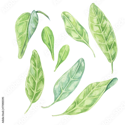 Set of goji berry leaves in watercolor isolated on white background. Hand-drawn clipart of licium barbarum leaves of different sizes. Design for printing, packaging, cards, posters photo