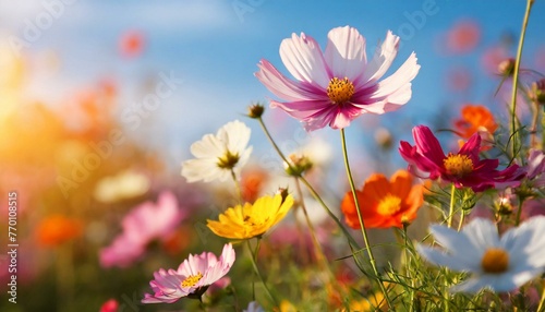Multicolored cosmos flowers in meadow in spring summer nature against blue sky. Selective soft focus. © adobedesigner