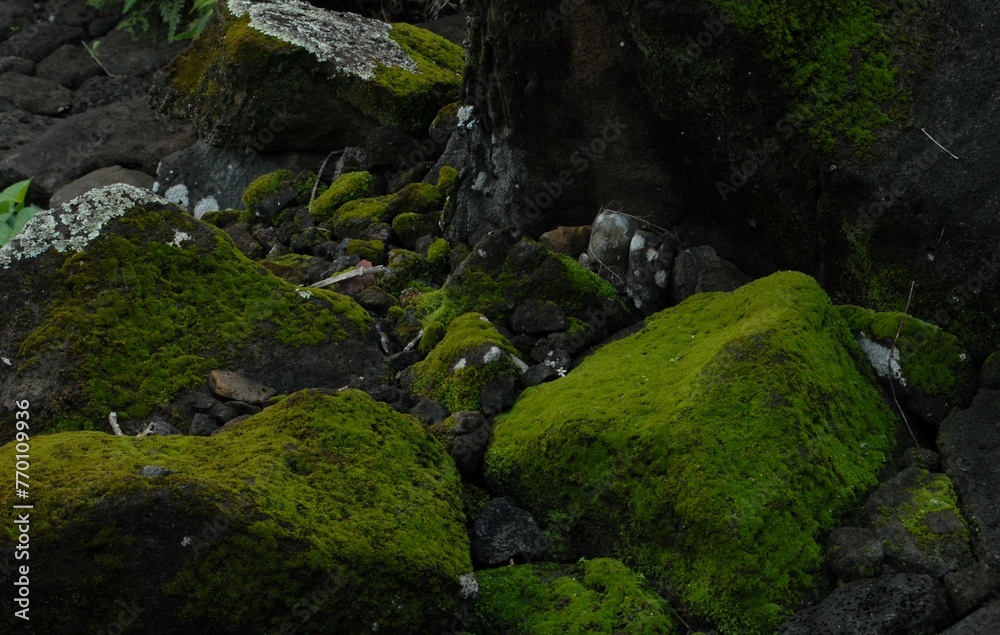 moss covered rocks