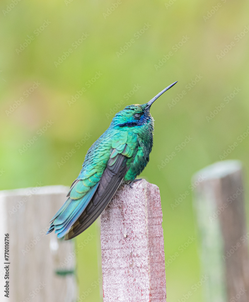 Fototapeta premium hummingbird on a branch