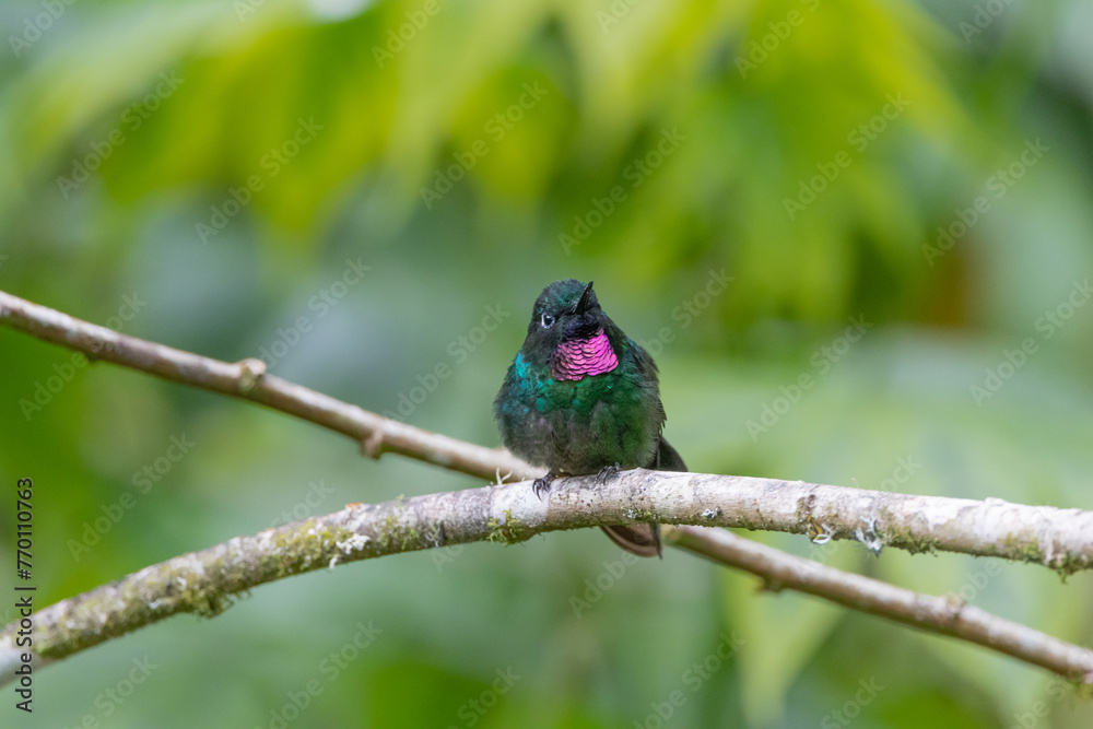 Fototapeta premium kingfisher on a branch