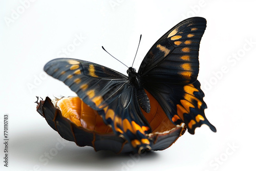 Butterfly silhouette emerging from a cocoon, transformation captured, against white.