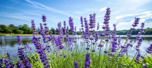 Spectacular lavender fields under a serene and clear blue sky, creating a mesmerizing landscape