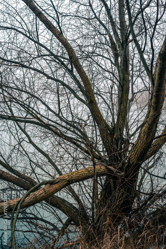 Fototapeta premium Fog and lake . Frost on lake . Blue morning . Fogy morning . Forest and lake . Trees on the lake . Blue water . Mystery nature . Landscape with fog . Morning at winter . Blue houre 