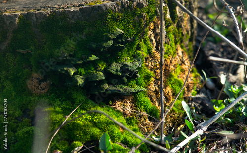 Green moss on a tree stump close-up