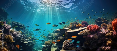 Different tropical fish on a coral reef in the Red Sea photo