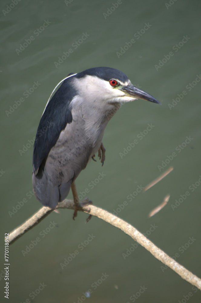 Fototapeta premium Animales acuaticos,caimanes,tortugas,aves de muschas formas y colores.