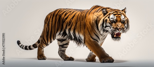 Rear view of a Tiger walking