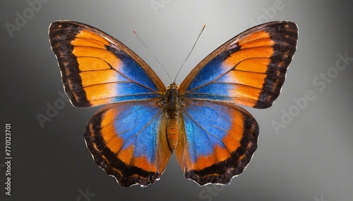 Very beautiful blue orange butterfly with spread wings isolated on a transparent background.  © adobedesigner
