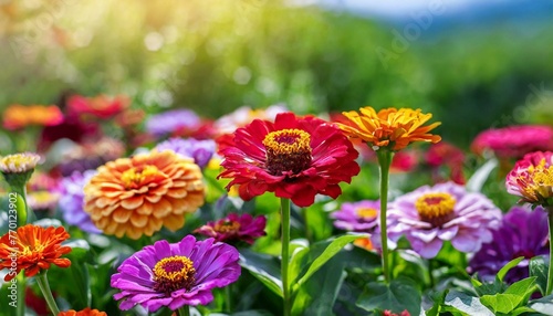 Colorful beautiful multicolored flowers Zínnia spring summer in Sunny garden in sunlight on nature outdoors. Ultra wide banner format.