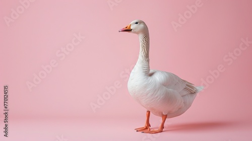 A goose on a pastel pink background photo