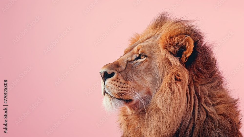A lion on a pastel pink background