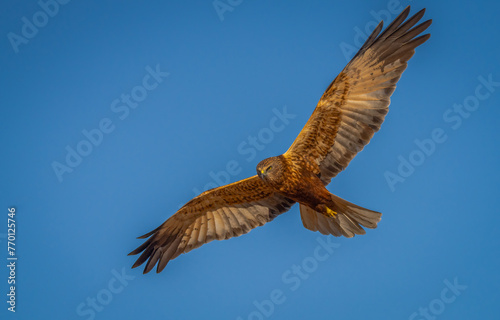Majestic bird of prey soaring in blue sky photo