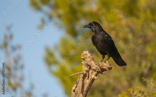 Crow perched on the branch of a tree in the fields of Lleida photo