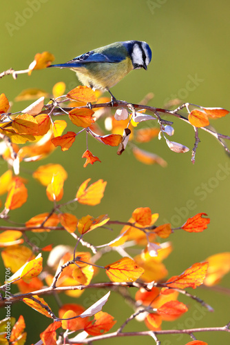 Blue tit perched on autumn leaves photo