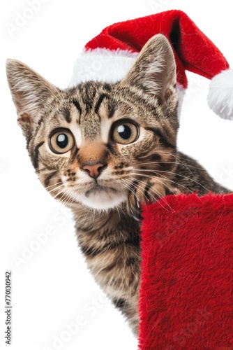 Adorable kitten in christmas hat peeking from behind blank banner for a charming holiday surprise
