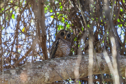 African wood owl. Arabuko Sokoke National Park. Malindi, Kenya.