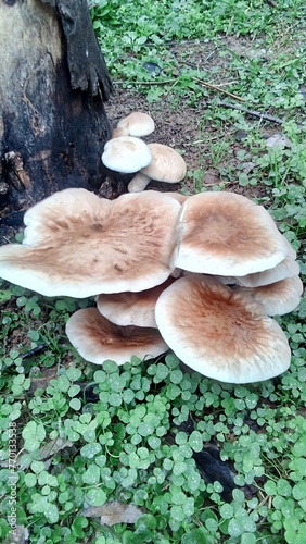 What Nature gives us,Lo que nos da la Naturaleza 