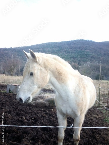 mammal, horse white animal