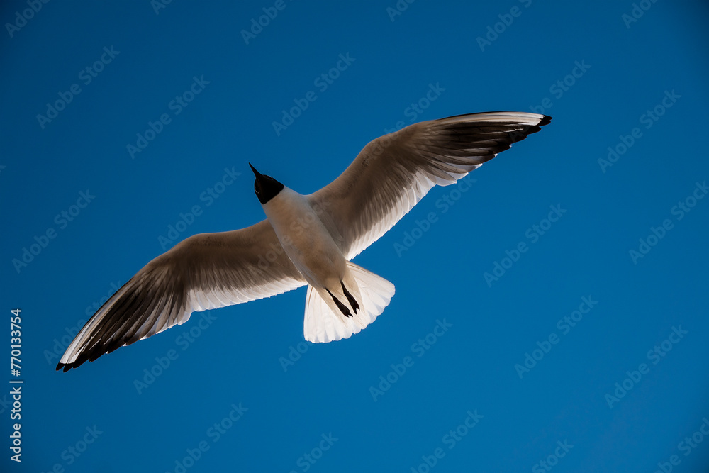 Obraz premium bottom view bird flying blue sky