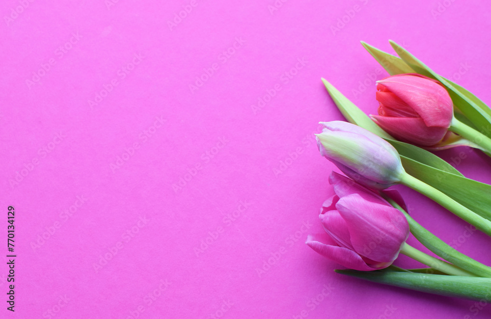 Bouquet of colorful spring tulips for Mother's Day or Women's Day on a  fuchsia background. Top view in flat style.