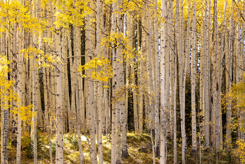Beautiful Apen forest in Autumn