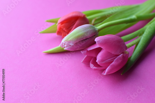 Bouquet of colorful spring tulips for Mother's Day or Women's Day on a fuchsia background. Top view in flat style.