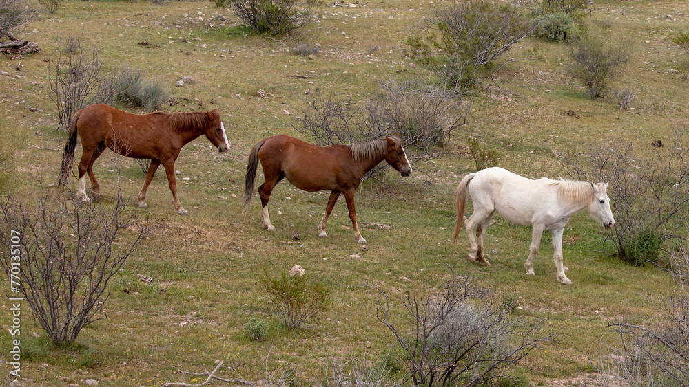 Small herd of wild horses in the Salt River wild horse management area near Scottsdale Arizona United States Small herd of wild horses in the Salt River wild horse management area near Scottsdale Arizona United States
