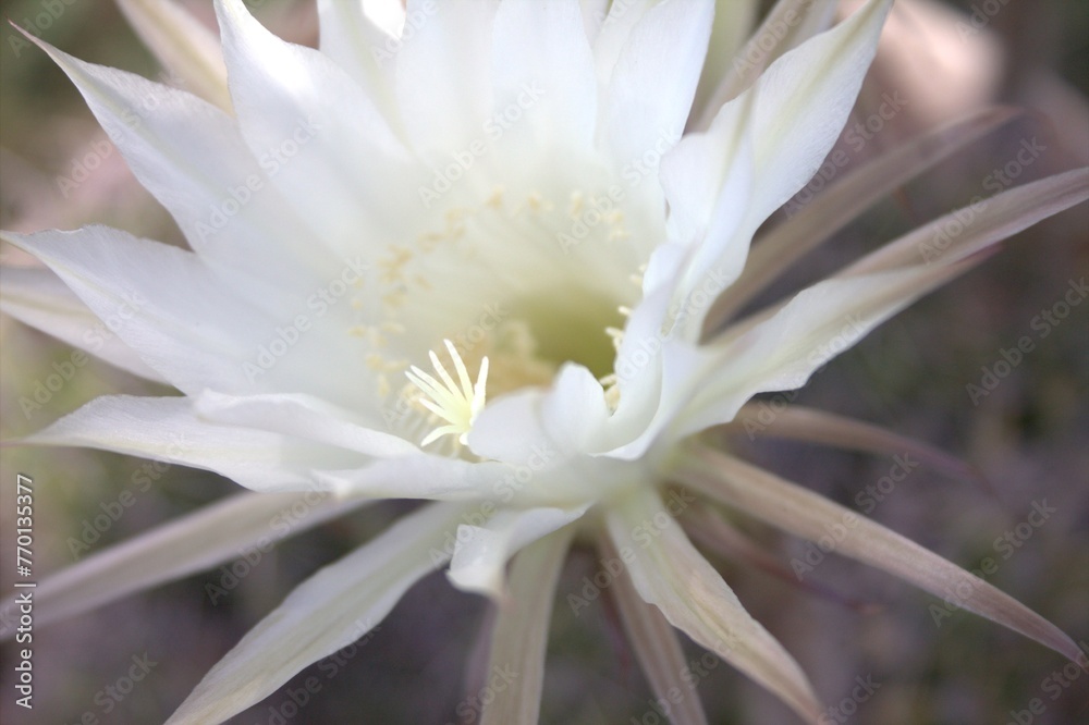 Close up of Catus flower Close up of Catus flower