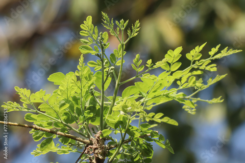 Horse radish tree leaf and seed for food