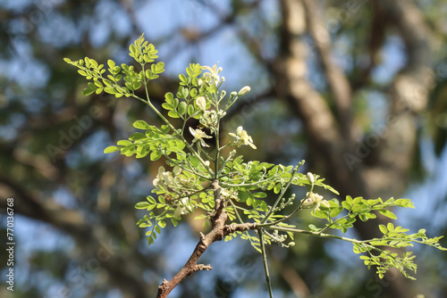 Horse radish tree leaf and seed for food