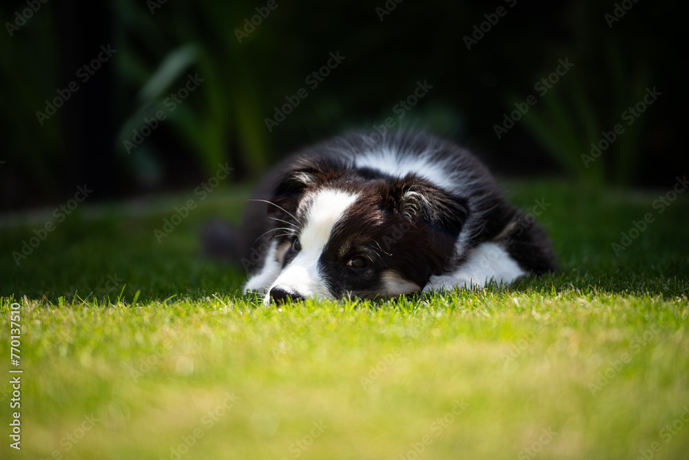 A young border collie in a garden. 