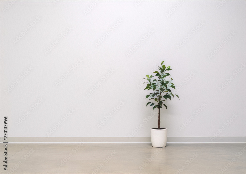 Fototapeta premium A photo of a potted ficus plant in front of a white wall with a minimalist style and a neutral color palette.
