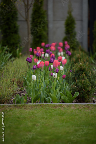 A flowerbed with pink, white and purple tulips. 