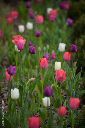A flowerbed with pink  white and purple tulips. 