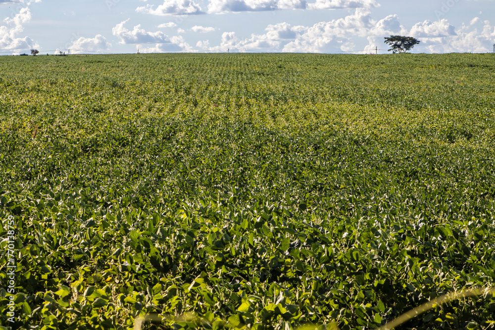 Rural landscape with fresh green soy field. Soybean field, in Brazil.