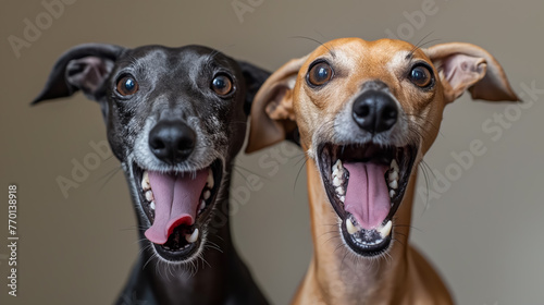 Two happy dogs