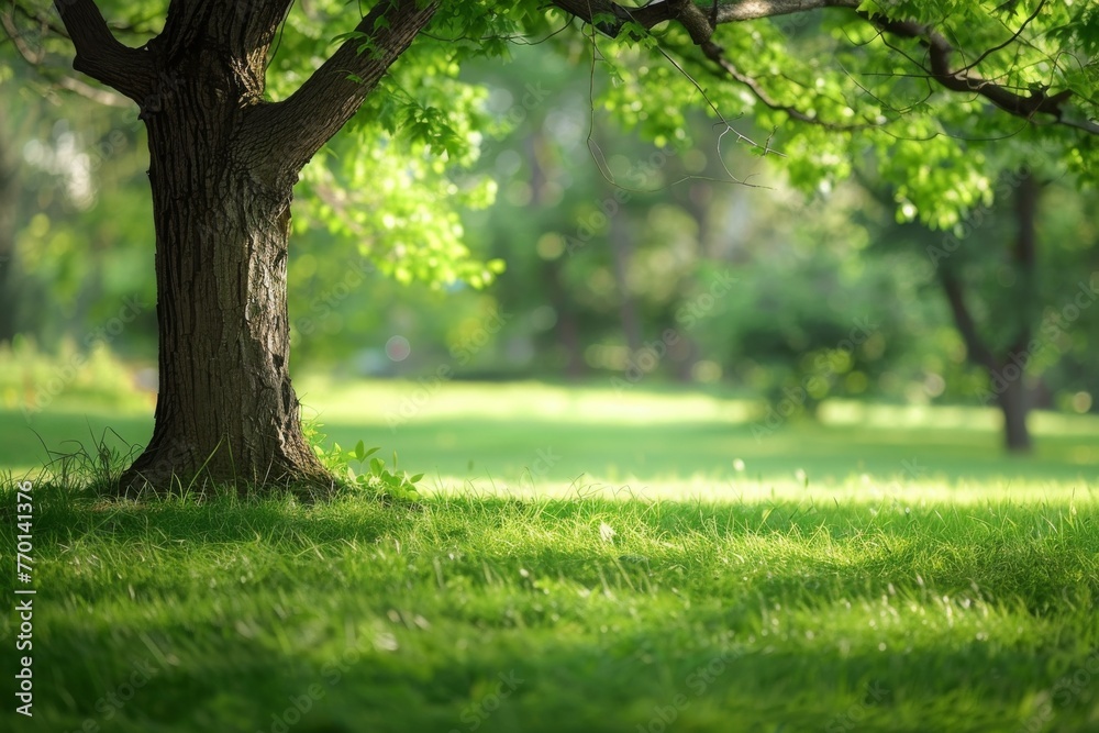 Lone tree in a spring meadow, branches whispering stories to the tender grass.
Lone tree in a spring meadow, branches whispering stories to the tender grass.
