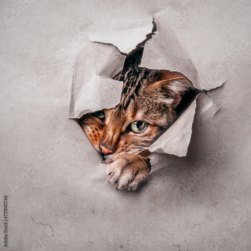 Bengal Cat looking through Hole