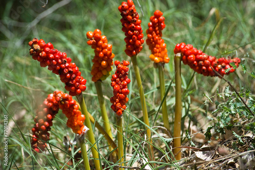 Cuckoo Pint or Lords and Ladies - Arum italicum, Arum pictum, - poisonous berries Sardinia, Alghero, Baratz lake, Italy photo