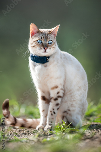 Snow Bengal with GPS Tracker